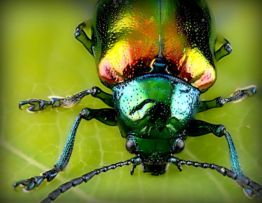 tancar, foto, escarabat, micro, fotografia, verd, escarabat de juny, full, insecte, error, colorit, iridescent, antena, cama, brillant, tancar insectes, color iridescent, escarabat dogbane, primer pla, temes d'animals, animal, invertebrat, un animal, animals a la natura, fauna animal, naturalesa, color verd, part del cos dels animals, centrar-se en primer pla, cap gent, zoologia, ull d’animals, ala dels animals, a l'aire lliure, macro, ull, bellesa a la natura, cap d’animals, 4K