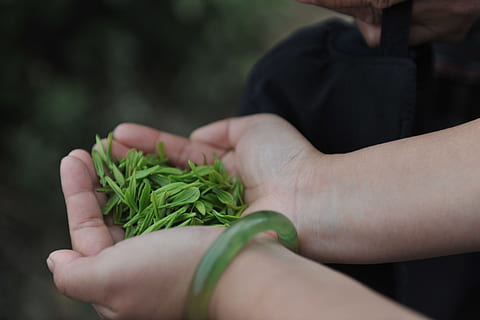 chá, mão, chá, mão, mão humana, parte do corpo humano, segurando, vegetal, uma pessoa, adulto, plantar, cor verde, pessoas reais, fechar-se, folha, parte da planta, natureza, focar em primeiro plano, crescimento, frescura, dia, estilos de vida, comida e bebida, ao ar livre, erva, dedo, jardinagem, membro humano, 5K, CC0, domínio público, royalty free