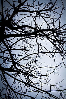 schaduw, takjes, eenzaam, bladerloos, winter, herfst, regen, boom, tak, kale boom, hemel, silhouet, fabriek, lage hoekweergave, geen mensen, natuur, ingewikkeldheid, kalmte, buitenshuis, schoonheid in de natuur, dag, heldere lucht, achtergronden, volledig kader, scenics - natuur, takje, groei, verwarde, 5K, CC0, publiek domein, royaltyvrij