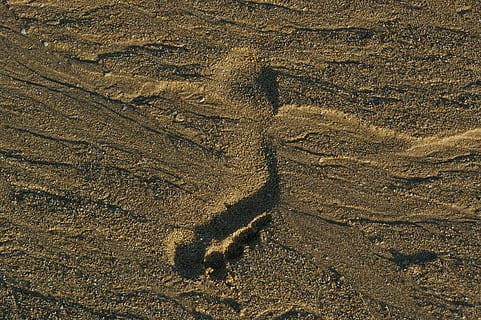 borrows, sand, beach, nature, footprint, backgrounds, track - Imprint, land, no people, day, pattern, high angle view, textured, full frame, outdoors, close-up, sunlight, animal representation, animal, brown, representation, animal themes, 2K, CC0, public domain, royalty free