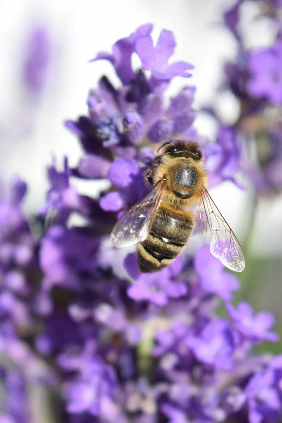 abella, espígol, fertilitzar, espolvorear, estiu, menjar, flor, porpra, un animal, insecte, naturalesa, temes d'animals, planta amb flors, invertebrat, animal, animals a la natura, fauna animal, bellesa a la natura, fragilitat, pètal, vulnerabilitat, planta, primer pla, frescor, creixement, cap de flor, polinització, cap gent, a l'aire lliure, 4K