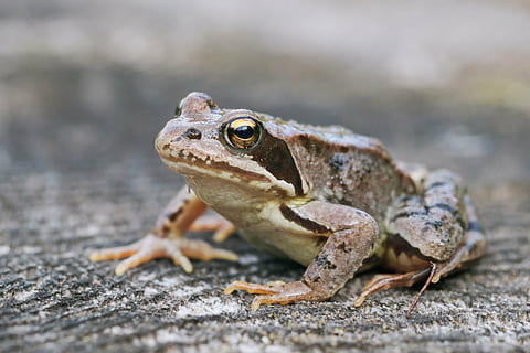 Nahansicht, Foto, grau, Frosch, Oberfläche, Natur, Makro, sitzender Frosch, Amphibie, ein Tier, Reptil, Tierwelt, Tiere in freier Wildbahn, Tag, Eidechse, keine Leute, Fokus auf den Vordergrund, Tierthemen, draußen, Wirbeltier, Seitenansicht, Porträt, Tierkörperteil, Leguan, 4K, CC0, gemeinfrei, lizenzfrei