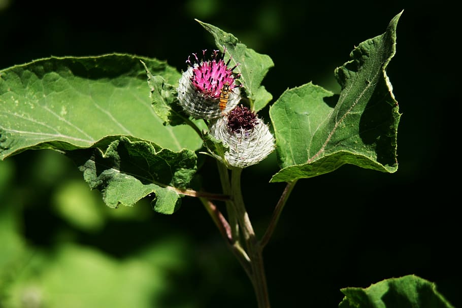 card, naturalesa, flor, hoverfly, flor silvestre, florir, temes d'animals, animal, insecte, planta amb flors, fauna animal, invertebrat, planta, part de la planta, full, un animal, animals a la natura, frescor, bellesa a la natura, primer pla, fragilitat, vulnerabilitat, color verd, creixement, cap gent, cap de flor, a l'aire lliure, ala dels animals, primavera, polinització, porpra, fons negre, papallona - insecte, 2K