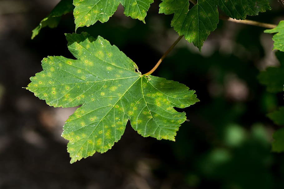folha, verde, Folha verde, inteligente, floresta, natureza, plantar, perto, parte da planta, fechar-se, cor verde, crescimento, comida e bebida, beleza na natureza, Comida, dia, ninguém, ao ar livre, fruta, frescura, uva, agricultura, videira, terra, focar em primeiro plano, luminosidade, 1080P