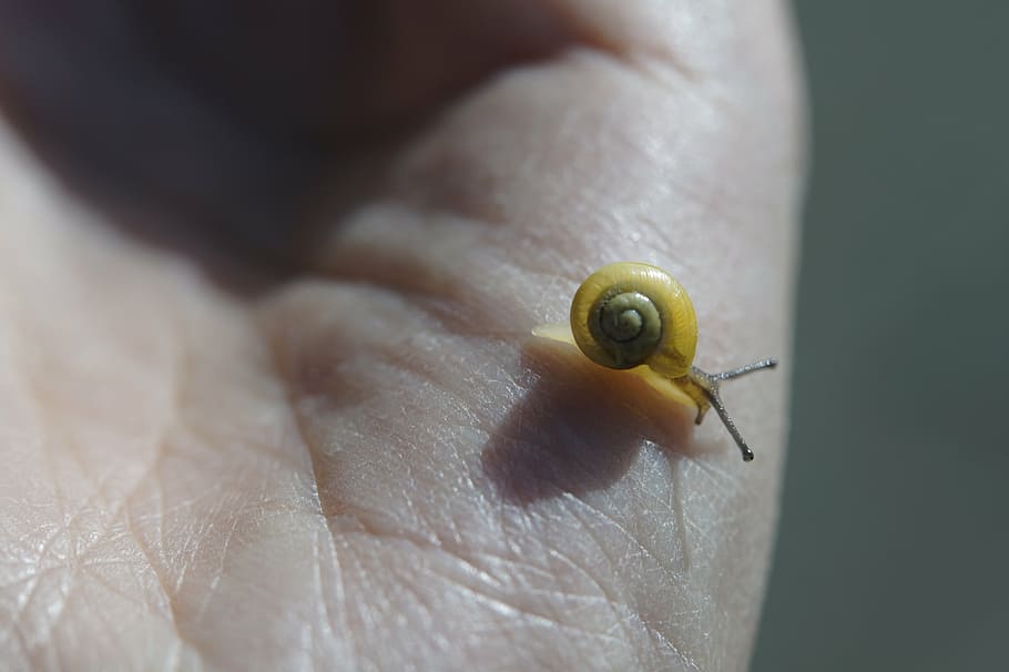 arrossegant cargols, steinig, groc, shell, lentament, mol·lusc, naturalesa, tancar, rèptil, animal, sonda, gastropoda, estiu, cargol d’habitatge, fauna, mà, mans, protegir, nen, naturalista, protecció ambiental, cura, responsabilitat, amb cura, mantenir, part del cos humà, mà humana, una persona, primer pla, part del cos, un animal, invertebrat, dit, dit humà, fauna animal, animals a la natura, persona irreconeixible, gasteròpode, celebració, insecte, petit, 5K