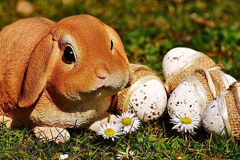 depth, field photography, beside, eggs, green, grass field, depth of field, photography, Easter bunny, green grass, easter, egg, easter eggs, meadow, spring, happy easter, figure, grass, nature, rabbit - Animal, outdoors, animal, cute, springtime, green Color, day, close-up, animal themes, mammal, plant, animal wildlife, land, no people, vertebrate, field, one animal, focus on foreground, food, pets, rodent, animals in the wild, 5K, CC0, public domain, royalty free