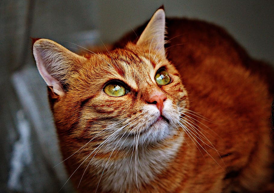 gul tabby kat, kat, rød, nuttet, makrel, tiger, sød, kælen, dyr, indenlandske kat, pels, dyr verden, kæledyr, adidas, kat ansigt, ung kat, legende, rød makrel tabby, killing, rød kat, pattedyr, feline, indenlandske, dyre temaer, husdyr, et dyr, hvirveldyr, bakkenbart, tæt på, dyr kropsdel, ingen mennesker, dyr hoved, portræt, fokus på forgrunden, lempelse, leder, dyr øje, ingefær kat, 1080P