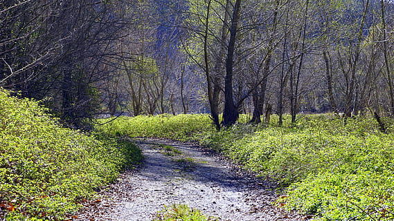 path, trail, landscape, trees, nature, forest, outdoors, field, mountain road, hiking, walk, route, tourist, excursion, green path, walking, plant, tree, land, growth, tranquility, beauty in nature, direction, the way forward, no people, tranquil scene, day, footpath, green color, non-urban scene, scenics - nature, grass, woodland, 5K, CC0, public domain, royalty free