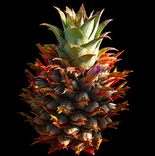 ananas, fruct, a închide, creştere, studio shot, frumusețe în natură, prospeţime, nici o persoana, fruct tropical, plantă, natură, floare, Fundal negru, în interior, planta cu flori, planta suculentă, cactus, Culoarea verde, ghimpat, cap de floare, ţepos, 2K, CC0, domeniu public, fără drepturi de autor
