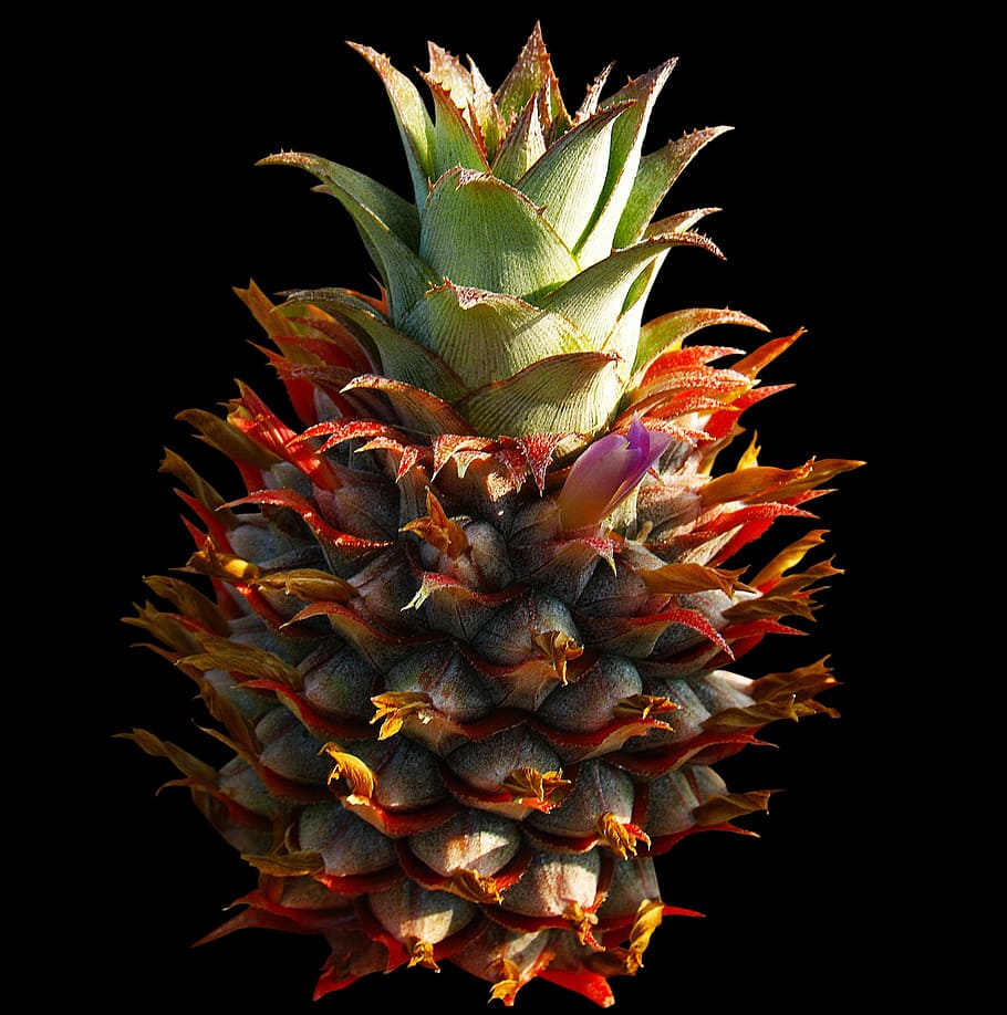 ananas, frutta, avvicinamento, crescita, girato in studio, bellezza nella natura, freschezza, nessuno, frutta tropicale, pianta, natura, fiore, sfondo nero, in casa, pianta fiorita, pianta succulenta, cactus, colore verde, spillo, testa di fiore, spinoso, 2K