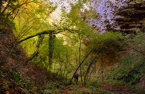 escursione, foresta, val borago, Valle, pista, e5, europeo, Lessinia, montagna, il percorso europeo, Italia, albero, pianta, terra, bellezza nella natura, la tranquillità, crescita, natura, scena tranquilla, giorno, bosco, colore verde, scenics - natura, tronco d'albero, autunno, tronco, scena non urbana, fogliame, fogliame lussureggiante, ramo, all'aperto, modificare, 5K, CC0, dominio pubblico, privo di copyright