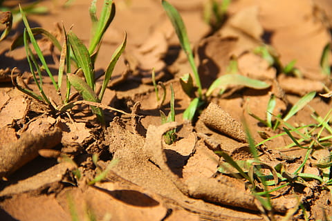 ground, crack, sapling, dry, nature, environment, photography, leaf, plant part, plant, land, sunlight, field, no people, day, selective focus, close-up, leaves, outdoors, growth, high angle view, autumn, beauty in nature, green color, sand, change, climate, arid climate, surface level, 4K, CC0, public domain, royalty free