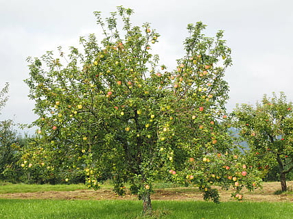 grønbladet træ, æbletræ, æble, frugt, rød, frisch, sund og rask, vitaminer, frugthave, galla, æble sort, æblekultur, malus domestica, frugter, dessertfrugt, plante, vækst, træ, skønhed i naturen, natur, mad og drikke, Mark, himmel, mad, jord, grøn farve, landskab, græs, dag, ro, sund kost, ingen mennesker, frugt træ, udendørs, 4K, CC0, offentligt domæne, royaltyfrie