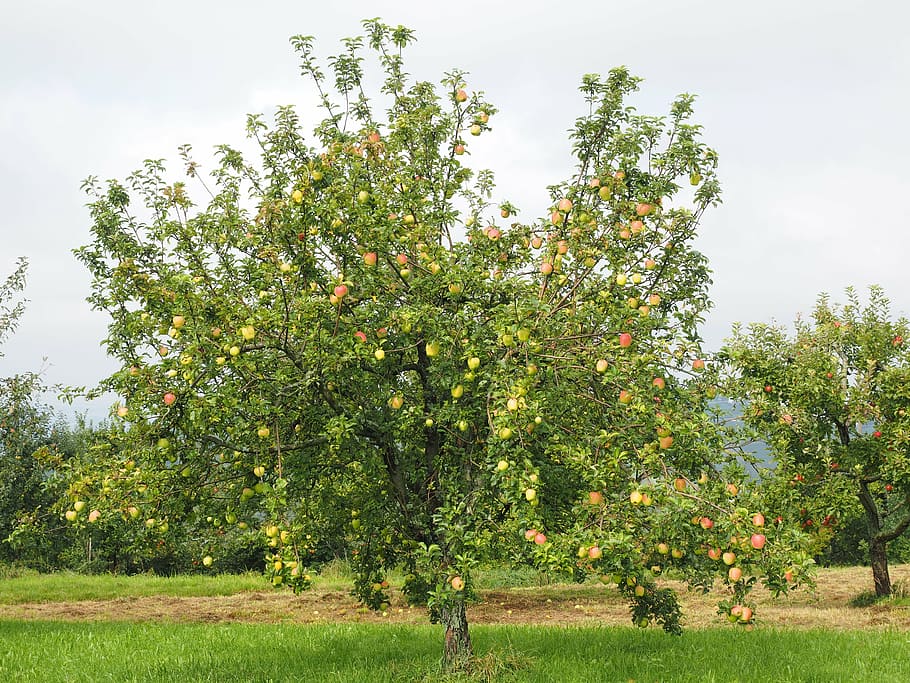arbre amb fulles verdes, pomera, poma, fruita, vermell, frisch, saludable, vitamines, horta, gala, varietat de poma, cultura de la poma, malus domestica, fruites, fruita de postres, planta, creixement, arbre, bellesa a la natura, naturalesa, menjar i beguda, camp, cel, menjar, terra, color verd, paisatge, herba, dia, tranquil·litat, alimentació saludable, cap gent, arbre fruiter, a l'aire lliure, 4K