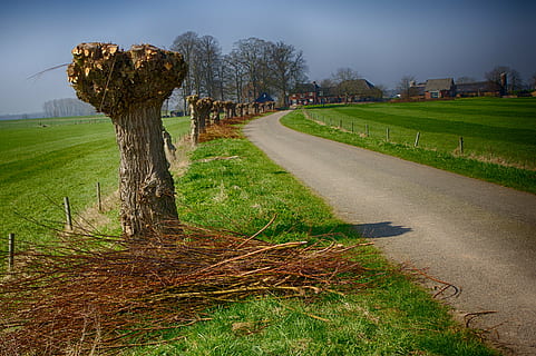 Weiden, Polder, Straße, Pflanze, Gras, Baum, Natur, Himmel, Umgebung, Landschaft, Feld, Fußweg, keine Leute, Ruhe, grüne Farbe, Land, Schönheit in der Natur, wolke - himmel, ländliche Szene, ruhige Szene, Szenen - Natur, Richtung, draußen, 4K, CC0, gemeinfrei, lizenzfrei