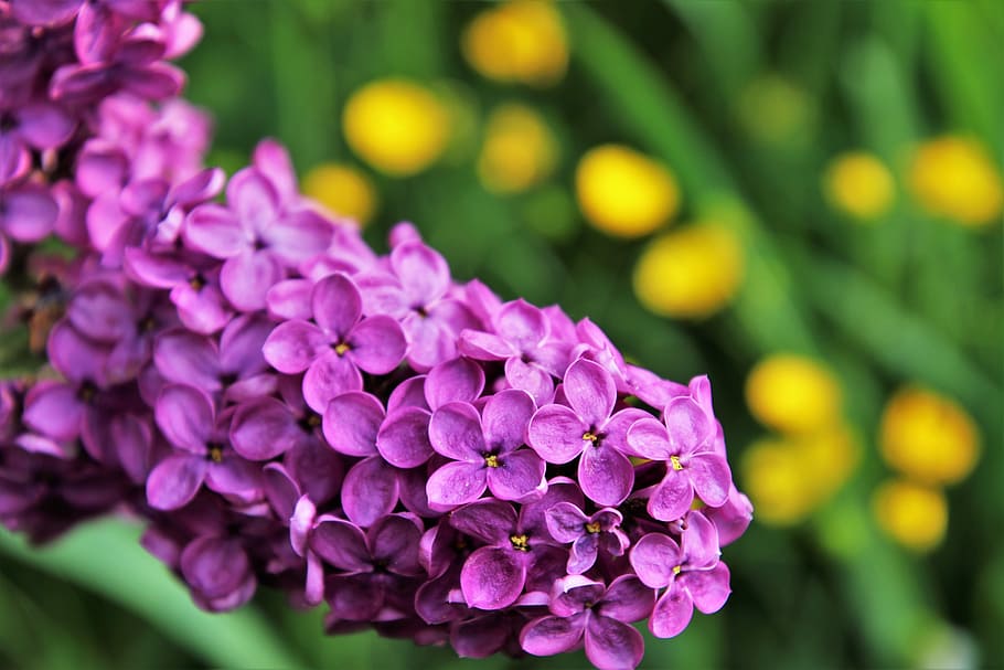 selettivo, fotografia a fuoco, viola, fiore petalo, senza, lilla, primavera, fioriture, verde, fiore, natura, pianta, giardino, floreale, alla corte di, stagione, avvicinamento, fioritura, foglia, La bellezza della natura, piante, la freschezza, fiori gialli, ramo, alba, prato, giallo, fiorente, Piena fioritura, fiori da giardino, lo sfondo, pianta un giardino, la delicatezza, una pianta da giardino, pianta fiorita, petalo, bellezza nella natura, freschezza, vulnerabilità, fragilità, crescita, testa di fiore, infiorescenza, colore rosa, concentrarsi sulle conoscenze acquisite, nessuno, giorno, messa a fuoco selettiva, morbidezza, un mazzo di fiori, 5K
