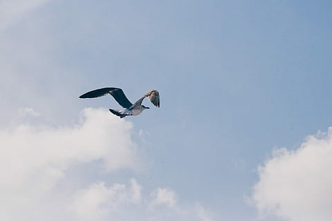 Vogel, fliegend, Weiß, Wolken, grau, Himmel, Albatros, Tiere in freier Wildbahn, Tierthemen, Wirbeltier, Tierwelt, Tier, die Flügel ausbreiten, Flachwinkelansicht, wolke - himmel, ein Tier, in der Luft, Natur, keine Leute, Tag, draußen, Blau, Bewegung, Möwe, 1080P, CC0, gemeinfrei, lizenzfrei