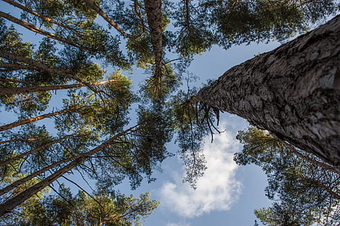træer, Skov, høj, natur, landskab, sollys, log, træ, afdeling, filialer, grene, stamme, fyrretræ, krone, grøn, nåletræ, plante, fra bunden, himmel, lav vinkel visning, skønhed i naturen, vækst, dag, ingen mennesker, jord, træstamme, ro, bagagerum, udendørs, scenics - natur, rolig scene, direkte under, idyllisk, sky - himmel, træ baldakin, fyrreskov, 5K, CC0, offentligt domæne, royaltyfrie