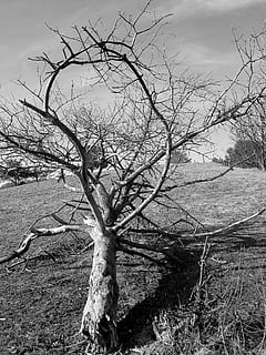 Old, Shade, Dead Tree, old tree, bare tree, tree, outdoors, branch, nature, landscape, plant, tranquility, sky, no people, land, dead plant, day, beauty in nature, scenics - nature, environment, tranquil scene, non-urban scene, tree trunk, cloud - sky, isolated, arid climate, 2K, CC0, public domain, royalty free
