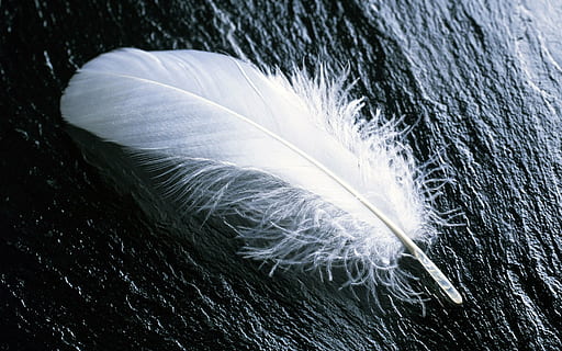 pene albe, pană, alb, a zbura, a închide, pasăre, vulnerabilitate, fragilitate, nici o persoana, moliciune, culoare alba, natură, categorie ușoară, animal, animale tematice, vedere în unghi mare, în aer liber, Fundal negru, frumusețe în natură, animale vertebrate, natură moartă, păun, animale în sălbăticie, 1080P, CC0, domeniu public, fără drepturi de autor