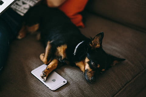 dormit, cățeluș, dormind cu, iphone 6, tech, tehnologie, iPhone, câine, animal de companie, telefon, mobil, catelus dragut, dormi, adorabil, animale de companie, animal, în interior, animale domestice, canin, culcat, câine de rasă pură, oameni, animale tematice, un animal, intern, mamifer, relaxare, animale vertebrate, să se concentreze asupra primelor elemente, nici o persoana, a închide, odihnă, pisica domestica, mobila, comunicare, 5K, CC0, domeniu public, fără drepturi de autor