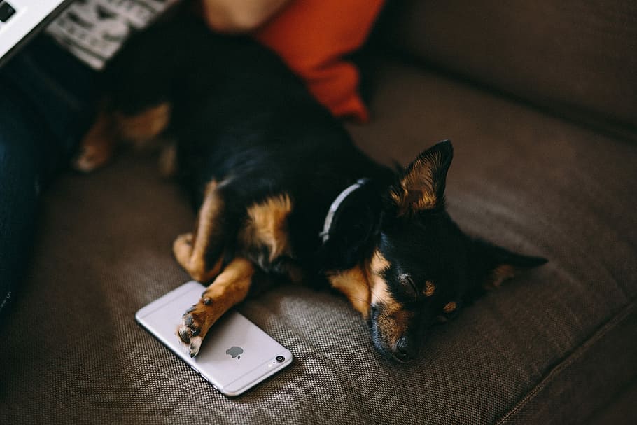 miega, šuniukas, miega su, iphone 6, tech, technologijos, „iPhone“, šuo, naminių gyvūnėlių, telefonas, mobiliojo ryšio, mielas šuniukas, miego, žavinga, augintiniai, gyvūnas, patalpose, Naminiai gyvūnai, šunims, gulintis, veislinis šuo, žmonių, gyvūnų temos, vienas gyvūnas, vidaus, žinduolių, atsipalaidavimas, stuburiniai, sutelkti dėmesį į naujas žinias, nėra žmonių, Iš arti, poilsio, naminė katė, baldai, komunikacijos, 5K