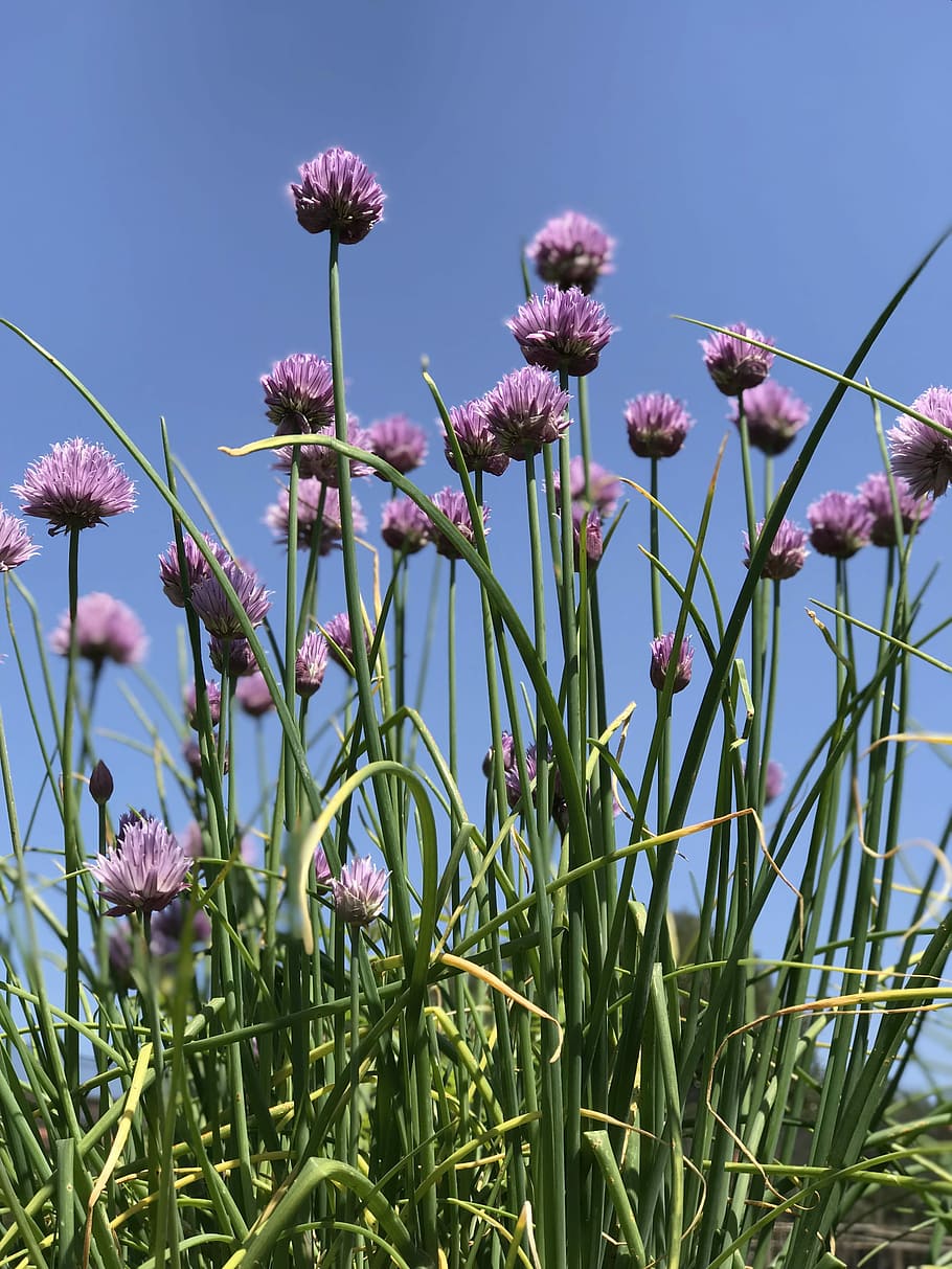 cebollí, herba, florir, planta, flor, planta amb flors, bellesa a la natura, creixement, frescor, vulnerabilitat, fragilitat, primer pla, naturalesa, color rosa, cel, cap gent, dia, tija de la planta, pètal, color verd, terra, camp, cap de flor, primavera, a l'aire lliure, porpra, 4K