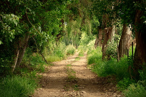 via de desig, alt, arbres, herba, desig, ruta, Camí, paisatge, naturalesa, bosc, camí rural, caminar, arbre, cap gent, el camí a seguir, planta, direcció, sendera, terra, bellesa a la natura, creixement, tranquil·litat, color verd, brutícia, Carretera bruta, escena no urbana, dia, carretera, escena tranquil·la, perspectiva decreixent, a l'aire lliure, llarg, 4K, CC0, domini públic, lliure de regalies
