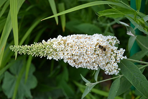Buddleia, Buddleja, ขาว, ดอกไม้, หวาน, ดอกไม้ผีเสื้อ, พุ่มไม้ผีเสื้อ, แมลง, สีเขียว, หอม, ปลูก, ความงามในธรรมชาติ, ไม้ดอก, การเจริญเติบโต, ความสด, ธรรมชาติ, ใกล้ชิด, ความอ่อนแอ, ความบอบบาง, สีขาว, หัวดอกไม้, กลีบดอกไม้, ส่วนของพืช, ใบไม้, ไม่มีคน, ช่อดอก, พฤกษศาสตร์, วัน, กลางแจ้ง, เรณู, 4K, CC0, โดเมนสาธารณะ, ค่าลิขสิทธิ์ฟรี