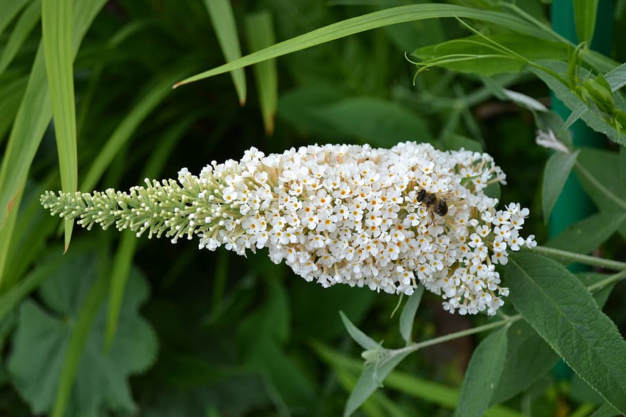 Buddleia, Buddleja, ขาว, ดอกไม้, หวาน, ดอกไม้ผีเสื้อ, พุ่มไม้ผีเสื้อ, แมลง, สีเขียว, หอม, ปลูก, ความงามในธรรมชาติ, ไม้ดอก, การเจริญเติบโต, ความสด, ธรรมชาติ, ใกล้ชิด, ความอ่อนแอ, ความบอบบาง, สีขาว, หัวดอกไม้, กลีบดอกไม้, ส่วนของพืช, ใบไม้, ไม่มีคน, ช่อดอก, พฤกษศาสตร์, วัน, กลางแจ้ง, เรณู, 4K