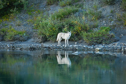 blanc, llop, cos, aigua, solitari, depredador, reflexió, vida salvatge, naturalesa, salvatge, lupus, mirant, pell, retrat, a l'aire lliure, pelut, fixa't, caçador, riu noatak, Parc Nacional, alaska, EUA, animal, mamífer, carnívor, animals a la natura, temes d'animals, un animal, vertebrats, cap gent, fauna animal, planta, dia, animals domèstics, llac, mascotes, ós polar, nacional, longitud completa, 1080P, CC0, domini públic, lliure de regalies