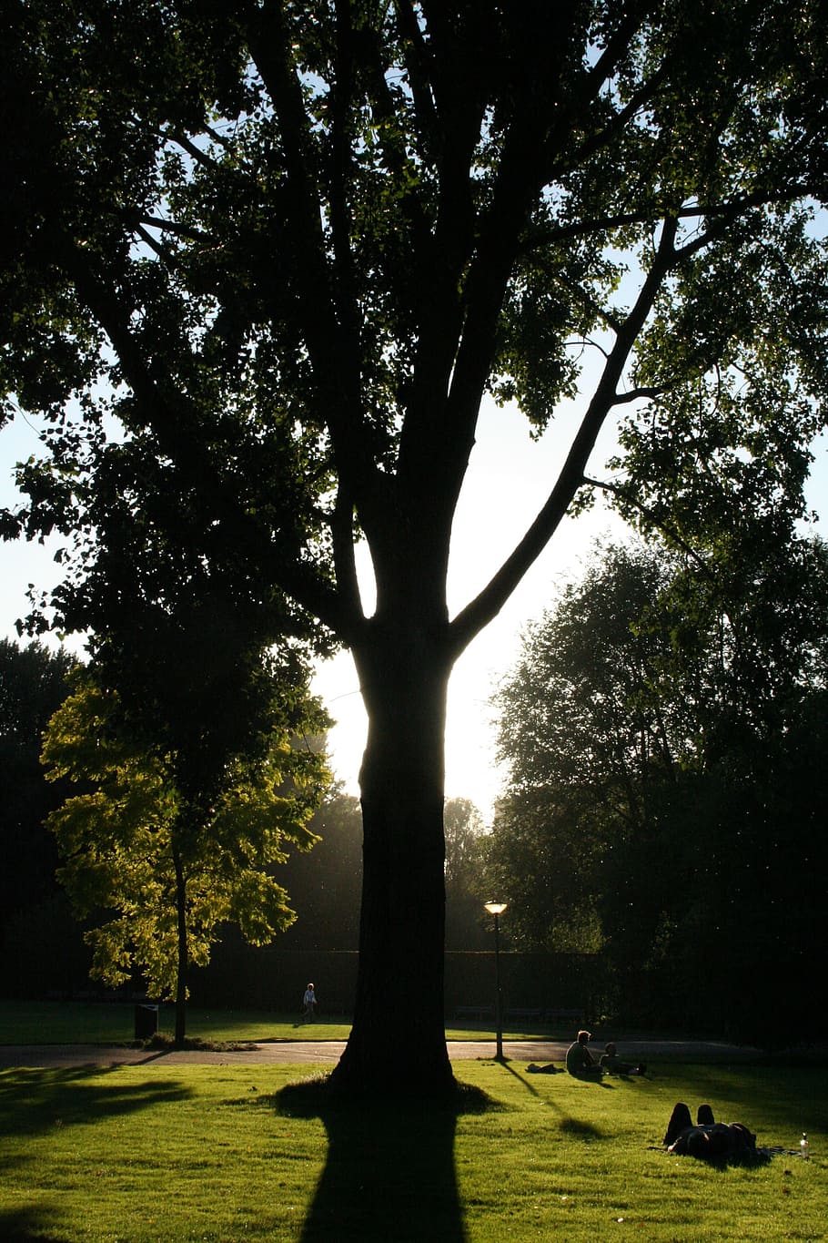 amsterdam, albero, parco, pianta, natura, bellezza nella natura, erba, crescita, la tranquillità, cielo, luce del sole, terra, colore verde, tronco d'albero, tronco, scena tranquilla, campo, giorno, all'aperto, silhouette, scenics - natura, nessuno, 2K