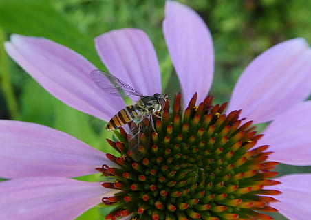 Güneş şapkası, hoverfly, kapatmak, böcek, çiçek, Çiçek açmak, çiçekli bitki, omurgasız, taçyaprağı, kırılganlık, hayvan temaları, vahşi hayvanlar, bir hayvan, tazelik, hayvan yaban hayatı, Güvenlik açığı, hayvan, doğada güzellik, çiçek kafa, büyüme, bitki, çiçeklenme, tozlaşma, polen, insansız, hayvan kanadı, mor, 4K, CC0, kamu malı, telif ücretsiz