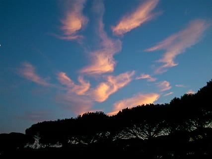 Sky, himmel, solnedgang, tre, skumring, kveld, kveldshimmel, sorte trær, sky - himmel, silhouette, skjønnhet i naturen, anlegg, ro, naturskjønnhet - natur, rolig scene, natur, ingen folk, utendørs, vekst, land, lav vinkel visning, skog, dag, landskap, idylliske, 1080P, CC0, offentlig domene, opphavsrett gratis