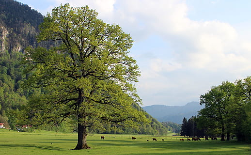 strom, louka, pastvina, dobytek, hospodářských zvířat, přežvýkavec, pást se, tráva, jíst, tierhaltung blaho, rostlina, krása v přírodě, nebe, zelená barva, scenics - příroda, krajina, mrak - nebe, životní prostředí, Příroda, klid, růst, klidné scény, přistát, pole, den, mimoměstské scény, idylický, hora, nikdo, venku, 5K, CC0, veřejná doména, bez autorských práv