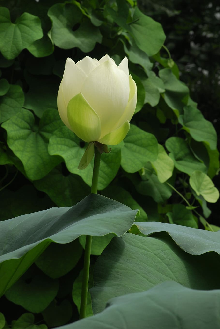 planta, full, flor, naturalesa, jardí, lotus, planta aquàtica, efecte de lotus, blanc, innocent, florir, bellesa a la natura, planta amb flors, part de la planta, vulnerabilitat, fragilitat, pètal, creixement, frescor, primer pla, inflorescència, cap de flor, color verd, cap gent, a l'aire lliure, dia, primavera, nenúfar de lotus, suavitat, 4K