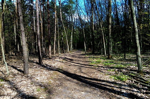 bosc, Camí, arbre, spacer, el camí, verd, reserva, relaxació, carreró, naturalesa, paisatge, cap gent, planta, terra, tranquil·litat, creixement, tronc, tronc de l'arbre, direcció, el camí a seguir, llum solar, bellesa a la natura, dia, escena tranquil·la, ombra, escena no urbana, sendera, a l'aire lliure, perspectiva decreixent, bambú - planta, ruta, 1080P, CC0, domini públic, lliure de regalies