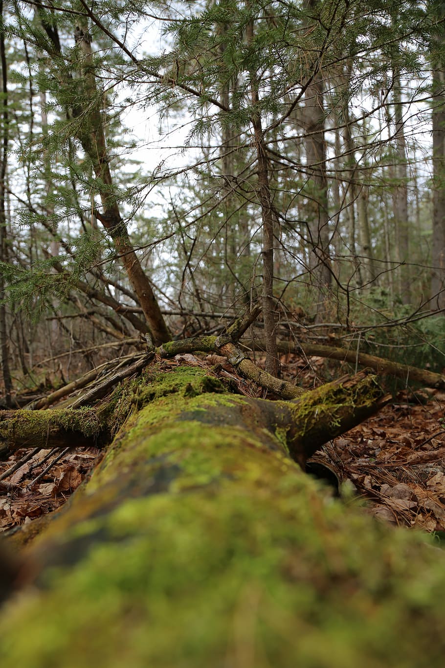 foresta, alberi, natura, m, verde, ambiente, naturale, legna, alberi forestali, autunno, colore, all'aperto, natura selvaggia, le foglie, paesaggio, scenario, foglia, fogliame, parco, albero, muschio, tronco d'albero, bosco, pianta, terra, la tranquillità, tronco, giorno, scena tranquilla, crescita, bellezza nella natura, nessuno, messa a fuoco selettiva, scena non urbana, scenics - natura, ramo, livello di superficie, 5K