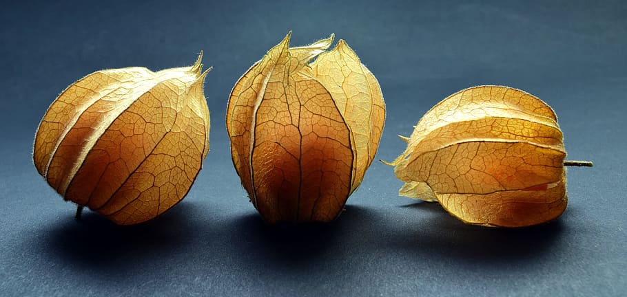 tres fulles grogues, physalis, fruita, baia, taronja, menjar, saludable, vitamines, decoració, tancar, natura morta, fruites de baies, capgros de capa, saborós, deliciós, lampionblume, exòtic, fotografia alimentària, producte natural, dolç, menjar i beguda, tir de l'estudi, alimentació saludable, part de la planta, a l'interior, benestar, full, cap gent, grup d'objectes, frescor, fons de colors, primer pla, tardor, cirera d’hivern, naturalesa, dos objectes, canvi, fons blau, 5K