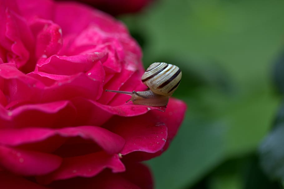 cargol, rosa, pètals, shell, rosada, bellesa a la natura, flor, planta amb flors, invertebrat, planta, primer pla, pètal, fragilitat, vulnerabilitat, color rosa, animal, fauna animal, frescor, temes d'animals, animals a la natura, cap de flor, insecte, un animal, creixement, inflorescència, cap gent, a l'aire lliure, primavera, 5K