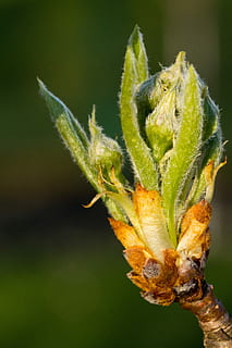 naturaleza, insecto, cerrar, hoja, planta, Pera, flor, de cerca, color verde, centrarse en primer plano, nadie, parte de la planta, crecimiento, día, planta floreciendo, belleza en la naturaleza, brote, frescura, fragilidad, al aire libre, vulnerabilidad, principios, enfoque selectivo, sépalo, 5K, CC0, dominio público, libre de derechos