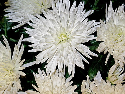 crisantems, asters, flor, impressió, blanc, puresa, descans, bouquet, arranjament, decoratiu, floristeria, festa, floristisch, decoració de taula, flors, arranjament de taules, ram de flors, arranjament floral, decoració floral, tardor, bouquet d'aniversari, flora, planta, naturalesa, jardí, planta amb flors, vulnerabilitat, fragilitat, Color blanc, pètal, creixement, primer pla, bellesa a la natura, frescor, cap de flor, inflorescència, cap gent, crisantem, pol·len, marc complet, vista d’angle alt, 1080P, CC0, domini públic, lliure de regalies