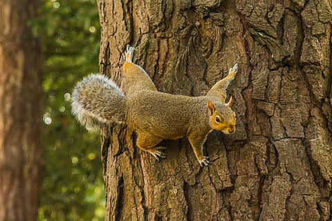 brown, squirrel, tree trunk, forest, tree, one animal, animal wildlife, no people, animal, animal themes, animals in the wild, mammal, rodent, trunk, nature, plant, vertebrate, outdoors, focus on foreground, day, close-up, climbing, 5K, CC0, public domain, royalty free