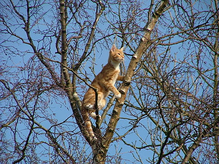 Orange, tabby, Katze, Baum, Stengel, stecken, Ingwer, Weiß, inländisch, Tier, Haustier, Porträt, süß, katzenartig, Kätzchen, jung, Säugetier, Pelz, pelzig, suchen, Rasse, Haar, bezaubernd, neugierig, Pfote, Whisker, Baby, klein, spielerisch, Kamera, Neugierde, Tierthemen, Ast, Flachwinkelansicht, Wirbeltier, ein Tier, Tierwelt, Himmel, Pflanze, Tiere in freier Wildbahn, Natur, keine Leute, kahler Baum, Tag, Primas, klarer Himmel, Sitzung, draußen, 1080P, CC0, gemeinfrei, lizenzfrei