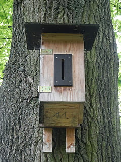 Nistkasten, Voliere, Vogelfütterer, Baum, Nistplatz, Baumstamm, Kofferraum, Pflanze, Holz - Material, keine Leute, Tag, Vogelhaus, gebaute Struktur, Natur, die Architektur, draußen, texturiert, Nahansicht, Gebäudehülle, Nummer, Wachstum, Fenster, Muster, Fokus auf den Vordergrund, 4K, CC0, gemeinfrei, lizenzfrei