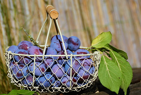 bunch, grapes, white, basket, plums, fruit basket, fruit, violet, fruits, ripe, harvest, plum, late summer, purple, healthy eating, food, food and drink, leaf, plant part, wellbeing, freshness, nature, container, no people, close-up, plant, metal, day, focus on foreground, organic, berry fruit, selective focus, 5K, CC0, public domain, royalty free