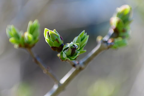 primăvară, mugur, copac, natură, lăstari, ramură, varza, plantă, verde, a închide, parte a plantelor, frunze, creştere, Culoarea verde, nici o persoana, să se concentreze asupra primelor elemente, frumusețe în natură, zi, începuturi, fragilitate, floare, vulnerabilitate, în aer liber, selectiv, 5K, CC0, domeniu public, fără drepturi de autor