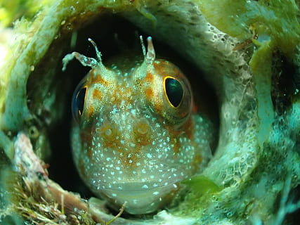 ikan, katak terus, menyelam, laut, tema binatang, hewan, satu binatang, di bawah air, kehidupan laut, satwa liar hewan, binatang di alam liar, merapatkan, air, di bawah laut, bertulang belakang, bagian tubuh hewan, alam, kepala hewan, tidak ada orang, melihat kamera, potret, ikan air asin, mata binatang, mulut binatang, 4K, CC0, domain publik, bebas royalti