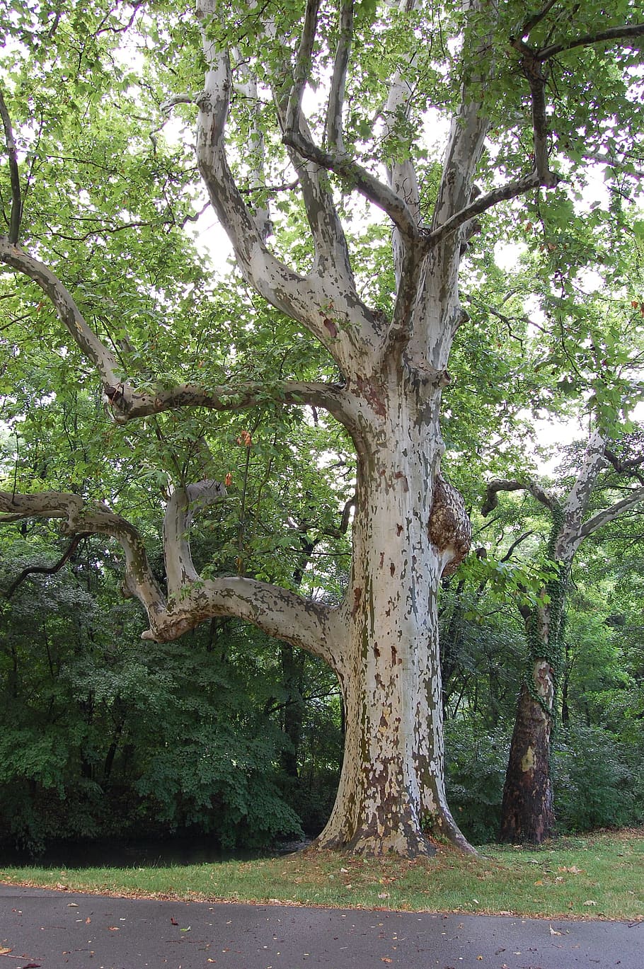 quercia, vecchio, albero, cammina, andarsene, abbaiare, umore, albero, camminare, lontano, vecchia quercia, primavera, le foglie, parco, foresta, grande, vecchio albero, tronco d'albero, natura, all'aperto, giorno, nessuno, pianta, tronco, crescita, la tranquillità, terra, bellezza nella natura, ramo, colore verde, scena tranquilla, scenics - natura, ambiente, campo, 2K
