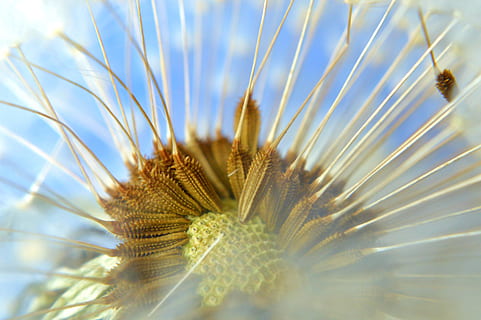 macrofotografia, dente di leone, desiderando, foglia, modello, Linee, luminosa, natura, le foglie, desiderio, pianta, avvicinamento, crescita, bellezza nella natura, messa a fuoco selettiva, nessuno, fiore, giorno, pianta fiorita, fragilità, freschezza, vulnerabilità, luce del sole, all'aperto, animali allo stato selvatico, fauna selvatica, cielo, un animale, la tranquillità, semi di dente di leone, morbidezza, marino, 4K, CC0, dominio pubblico, privo di copyright